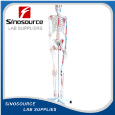 Skeleton with Muscles and Ligaments 180cm Tall XC-101A